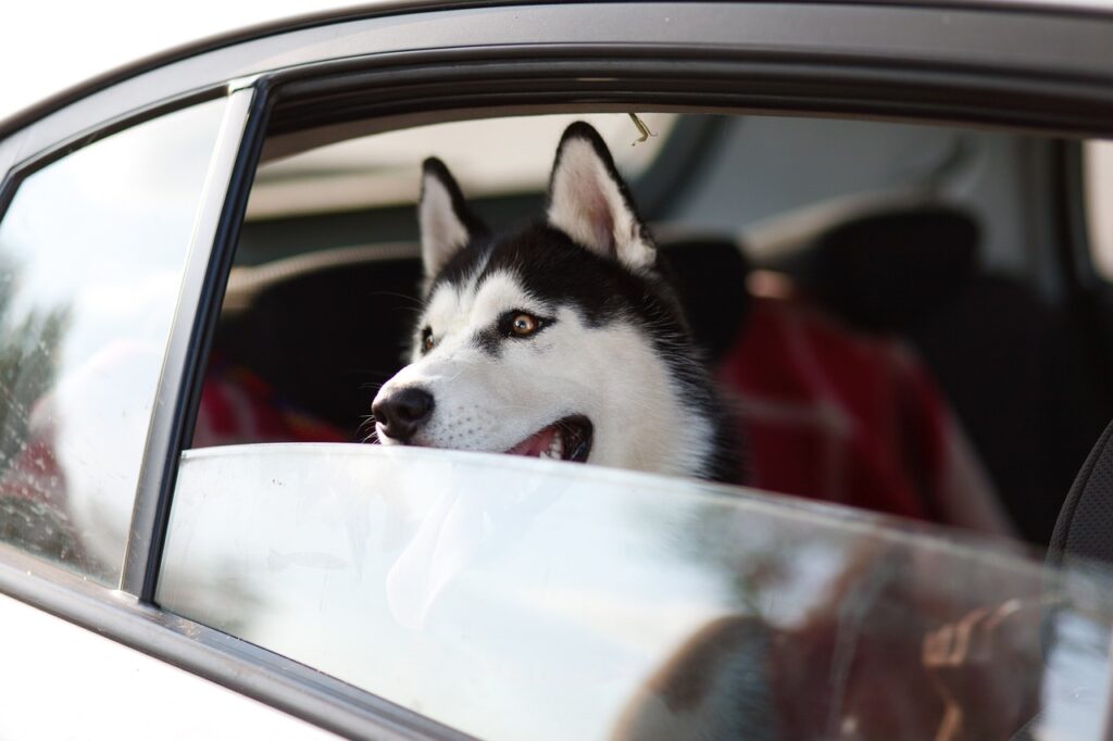 カップル旅行におすすめの犬同伴OK宿はどこですか？