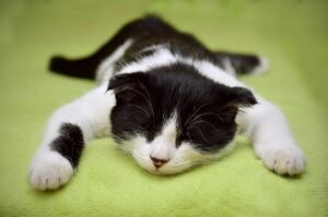 カップル旅行に最適な猫のいる宿はどこ？