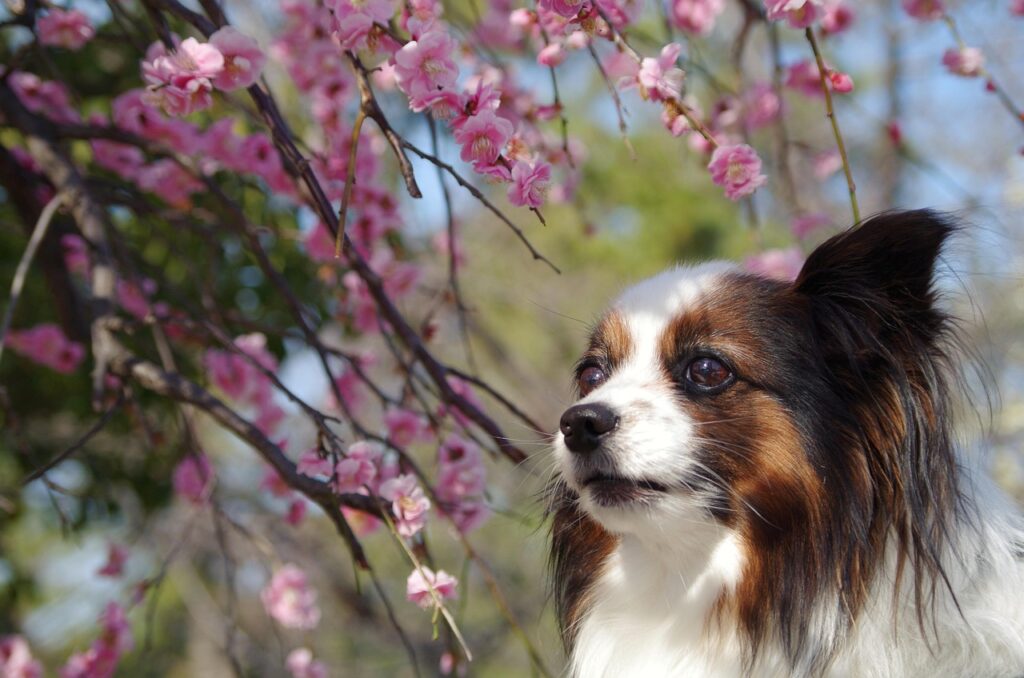 カップル旅行に最適な春に桜が見える宿は？