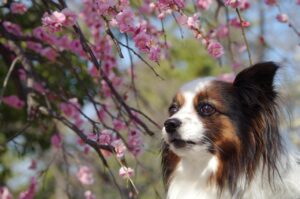 カップル旅行に最適な春に桜が見える宿は？