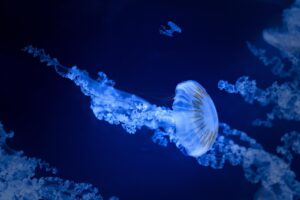 水族館近くのカップルにおすすめの宿は？