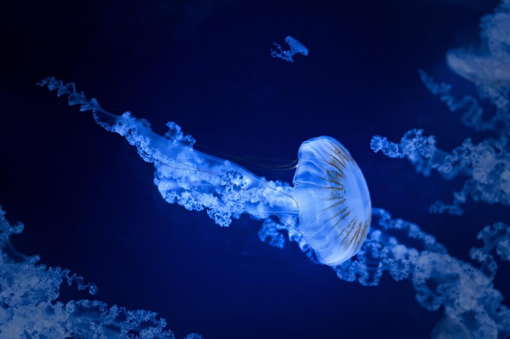 水族館近くのカップルにおすすめの宿は？