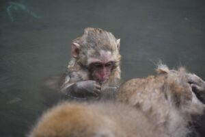 露天風呂付き客室でカップルにおすすめの宿泊プランは？